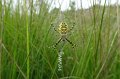 DSC07012tr wespspin Argiope bruennichi f bij Veeven Heeze_resize